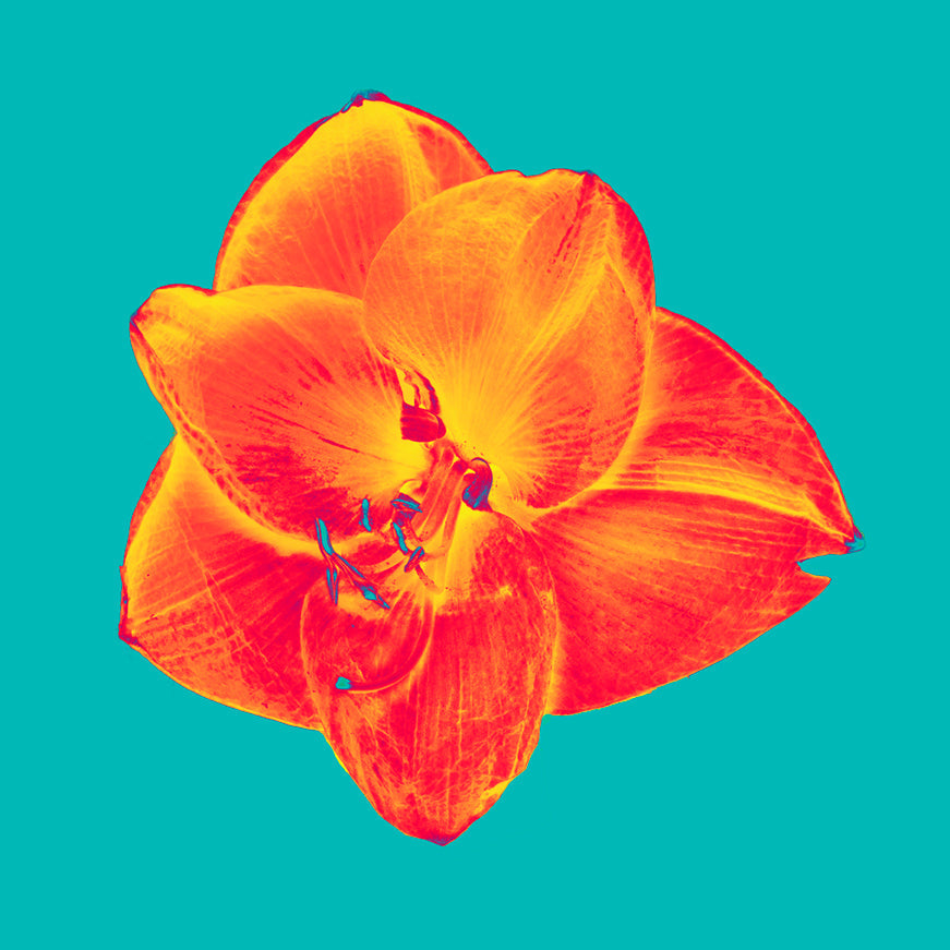 Amaryllis Solarus I