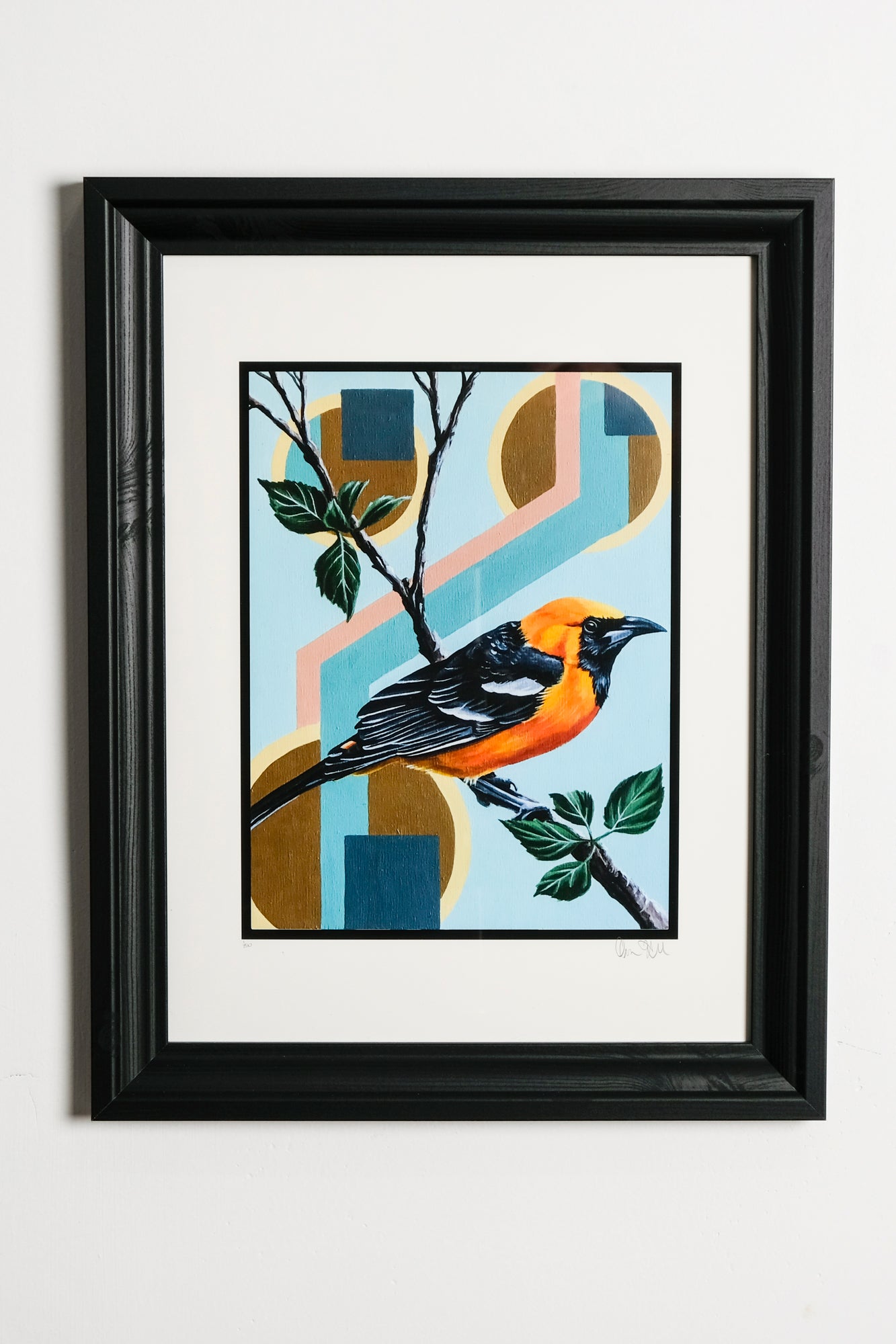 Hooded Oriole 2
