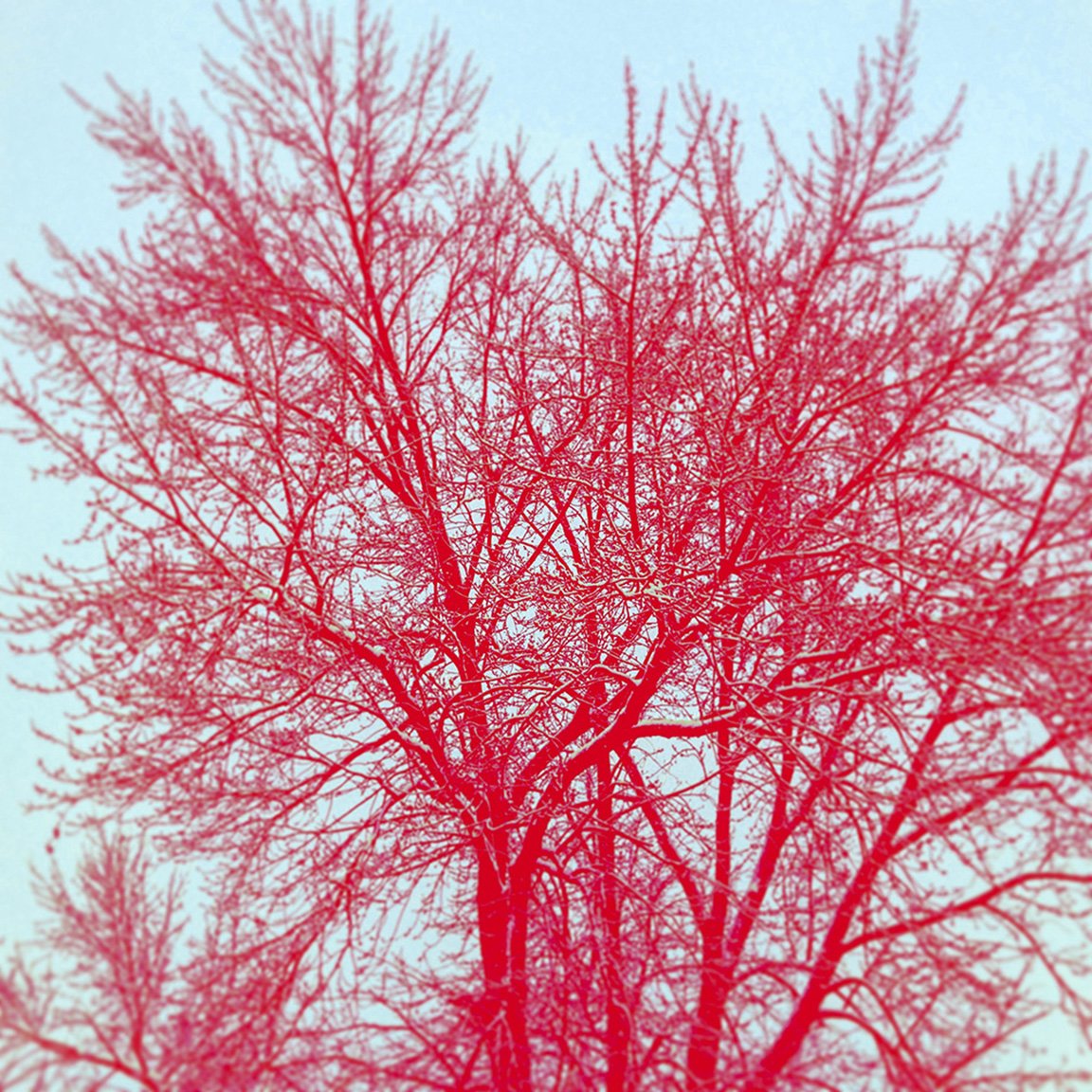 Red Trees